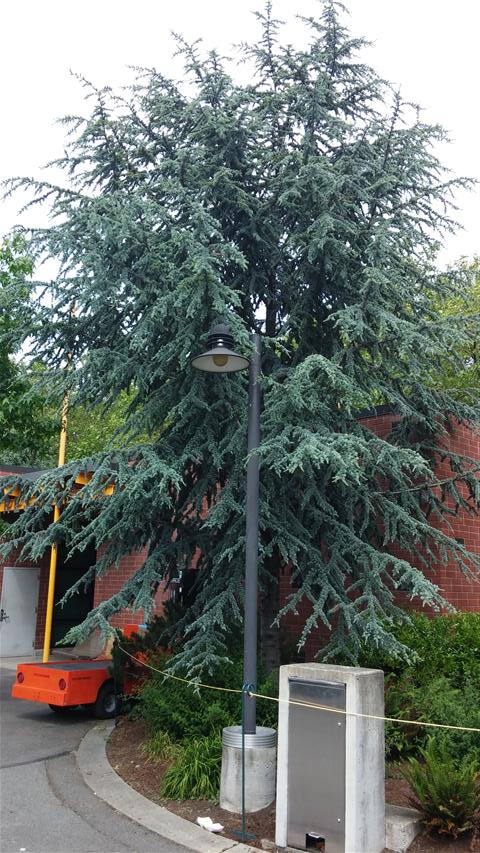 Cedrus libani plantplacesimage020140524_145137.jpg