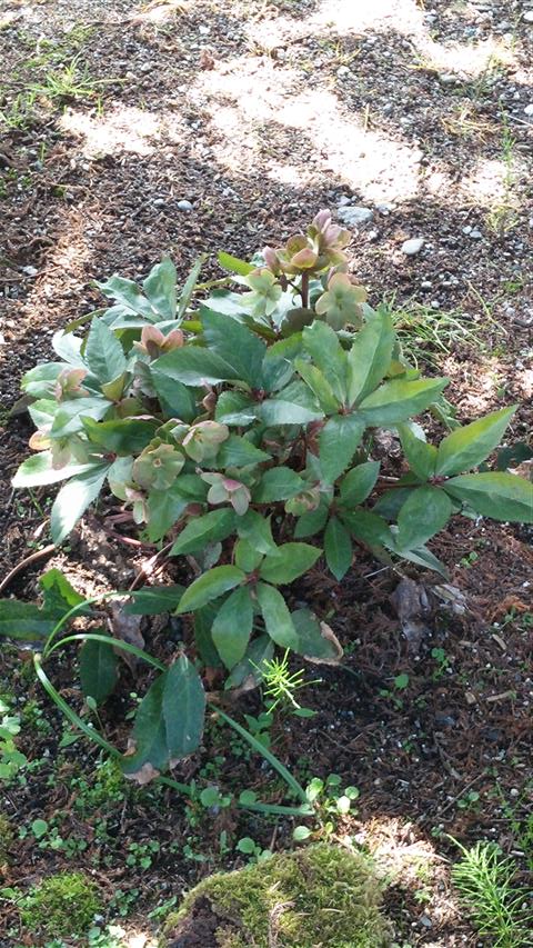 Helleborus orientalis plantplacesimage020140527_102219.jpg