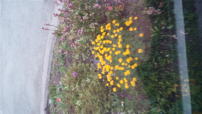 plantplacesimage020140528_154542.jpg
