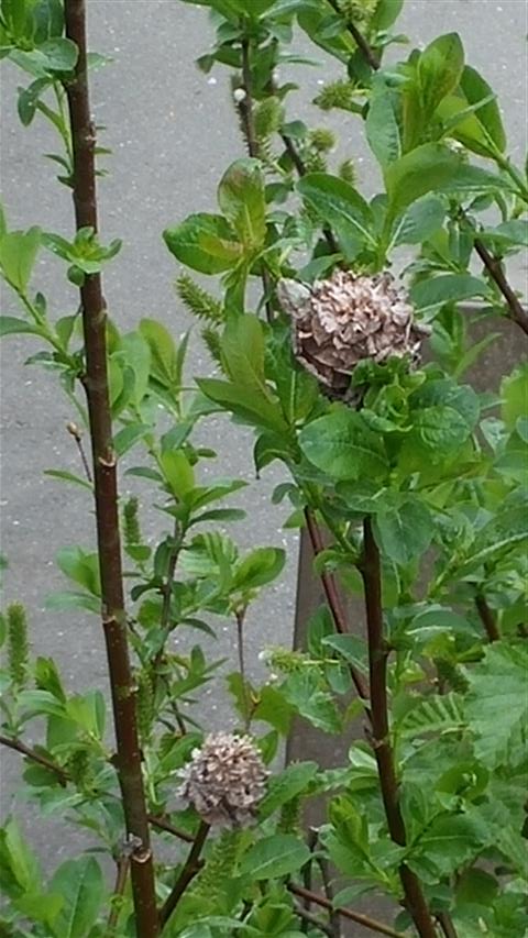 Salix barclayi plantplacesimage020140528_171251.jpg