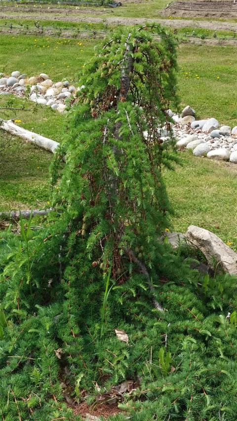 Larix decidua plantplacesimage020140529_135403.jpg