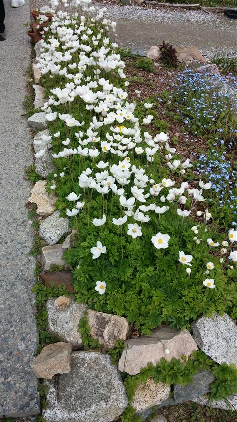 Anemone apennina plantplacesimage020140529_135915.jpg