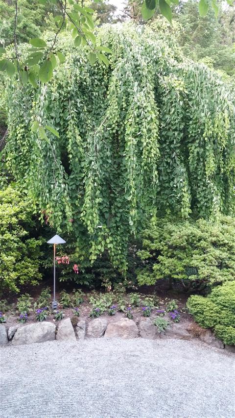 Cercidiphyllum japonicum plantplacesimage020140531_203415.jpg