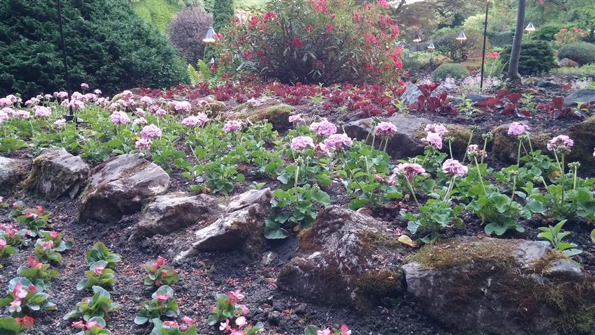 Pelargonium hortum plantplacesimage020140531_205632.jpg