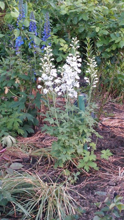 Delphinium spp plantplacesimage020140531_210316.jpg