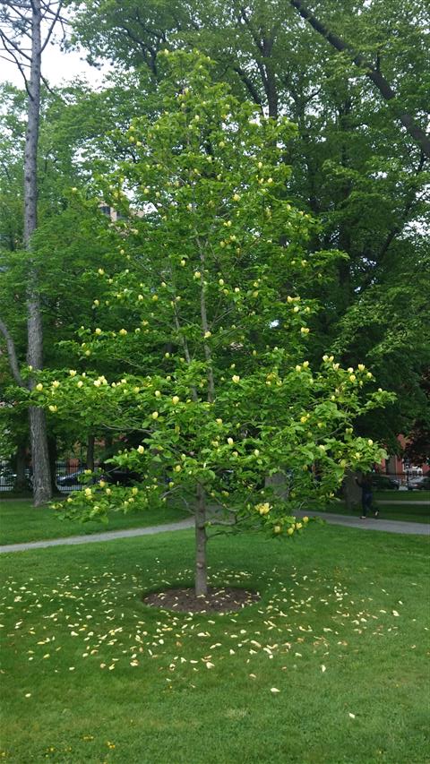Magnolia acuminata plantplacesimage020140613_180514.jpg