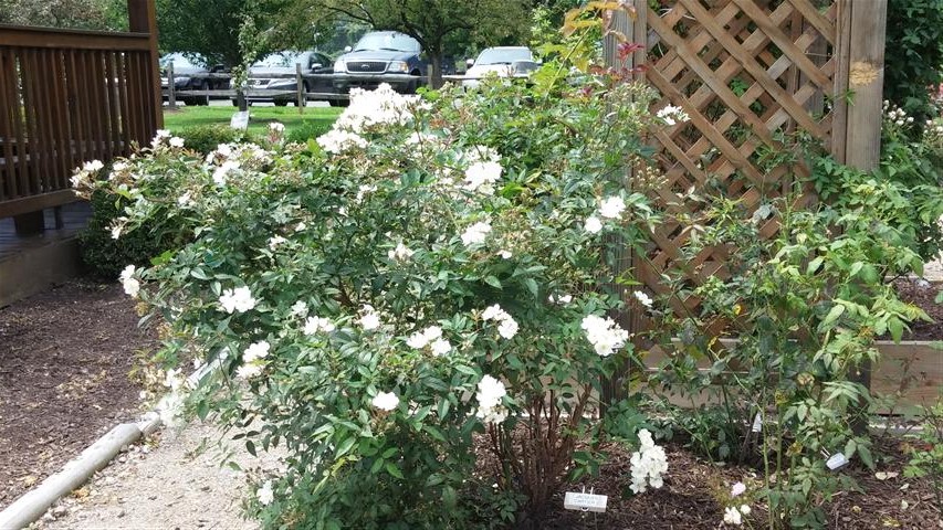 Rosa spp plantplacesimage20140802_150028.jpg