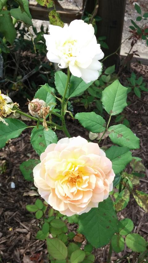 Rosa spp plantplacesimage20140802_150120.jpg