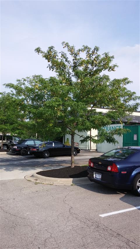 Gleditsia triacanthos var. inermis plantplacesimage20140802_180724.jpg