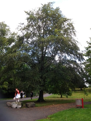 Fagus sylvatica plantplacesimage20140809_112132.jpg