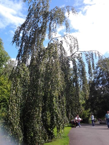 Fagus sylvatica plantplacesimage20140809_112513.jpg