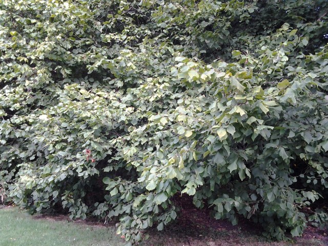 Corylus avellana plantplacesimage20140809_112634.jpg