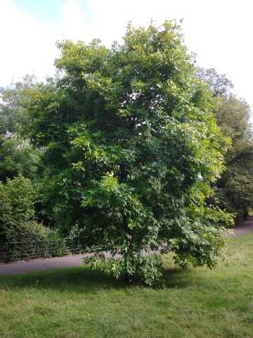 Fraxinus chinensis plantplacesimage20140809_112825.jpg