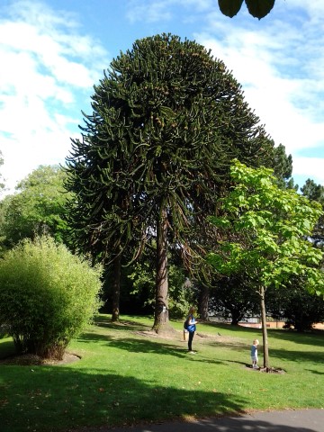 Araucaria araucana plantplacesimage20140809_113449.jpg