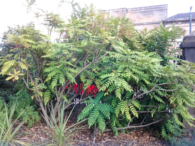 Mahonia media plantplacesimage20140809_121311.jpg