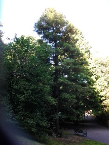 Sequoia sempervirens plantplacesimage20140809_124237.jpg
