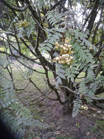 Sorbus cashmiriana plantplacesimage20140809_125052.jpg