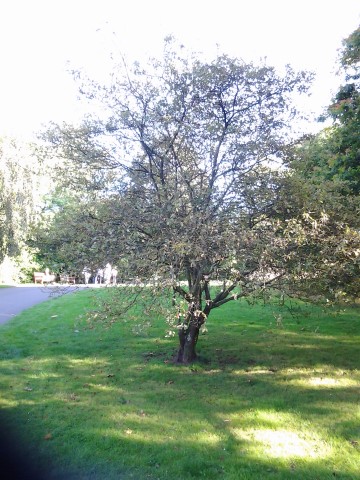 Amelanchier canadesis plantplacesimage20140809_131257.jpg