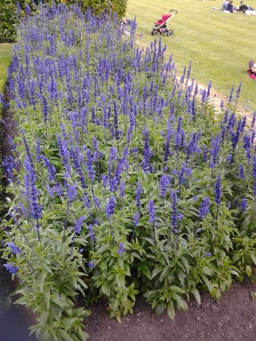 Salvia farinacea plantplacesimage20140809_132452.jpg