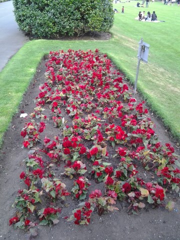 Begonia tuberosa plantplacesimage20140809_132540.jpg