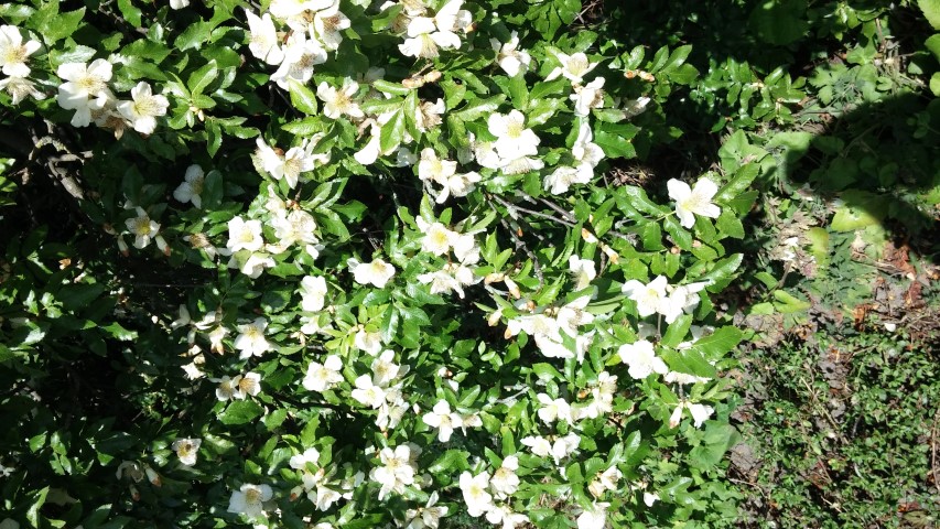 Eucryphia glutinosa plantplacesimage20140809_144630.jpg