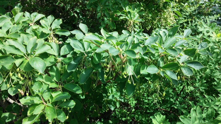 Enkianthus campanulatus plantplacesimage20140809_144822.jpg