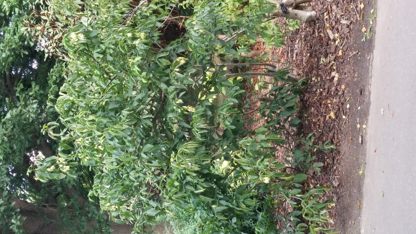 Staphylea colchica plantplacesimage20140809_150009.jpg