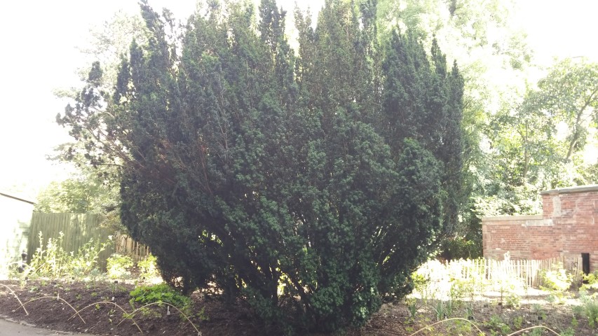 Taxus baccata plantplacesimage20140809_150249.jpg