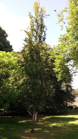 Fagus sylvatica plantplacesimage20140809_150718.jpg