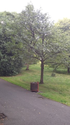 Sorbus aria plantplacesimage20140809_152059.jpg