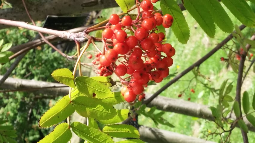 Sorbus spp plantplacesimage20140809_153340.jpg