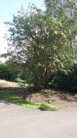 Sorbus aucuparia plantplacesimage20140809_153805.jpg