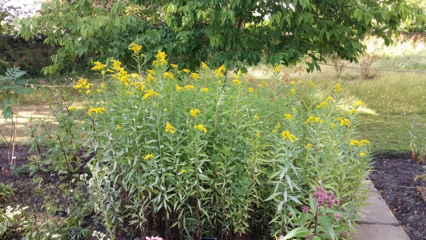 Solidago canadensis plantplacesimage20140809_153936.jpg