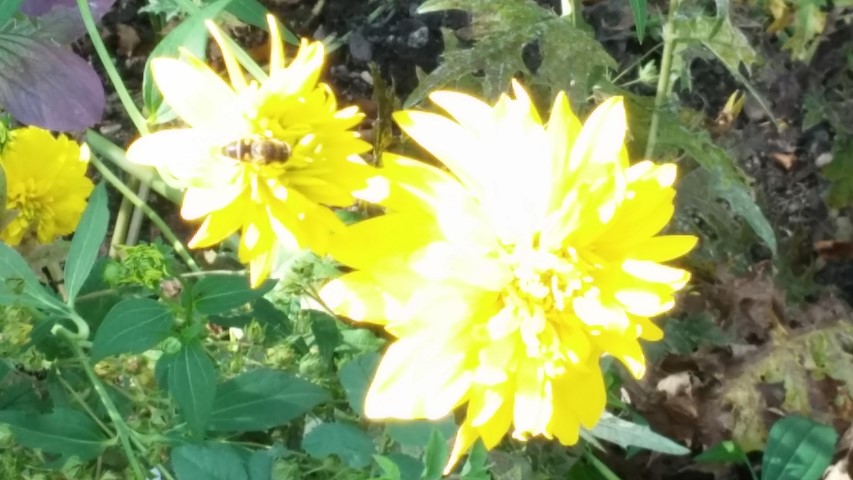 Rudbeckia lacinata plantplacesimage20140809_154058.jpg