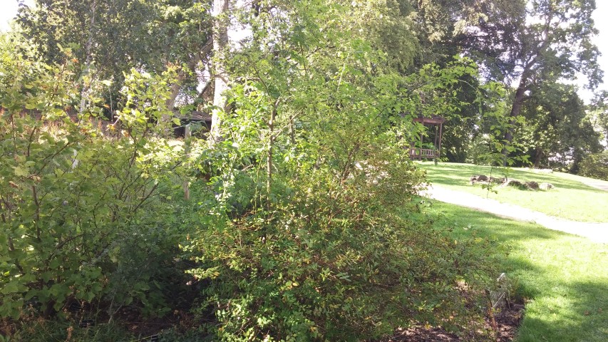 Hypericum forrestii plantplacesimage20140809_154336.jpg