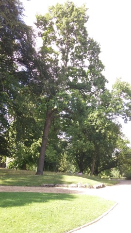 Quercus robur plantplacesimage20140809_154715.jpg