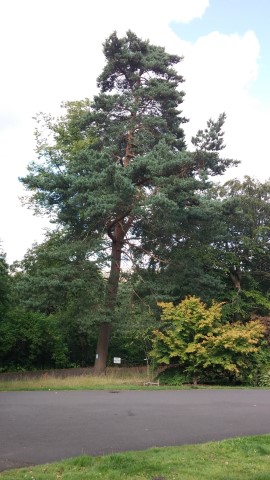 Pinus sylvestris plantplacesimage20140809_155518.jpg