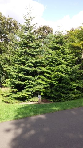 Abies pinsapo plantplacesimage20140809_155721.jpg