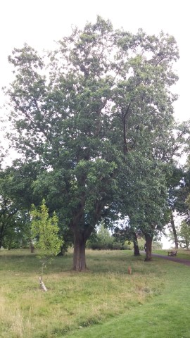 Quercus velutina plantplacesimage20140809_160544.jpg