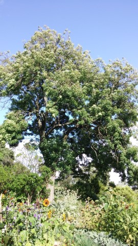 Fraxinus excelsior plantplacesimage20140809_163602.jpg