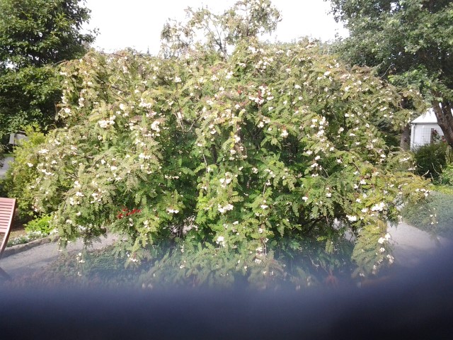 Sorbus frutescens plantplacesimage20140823_113650.jpg