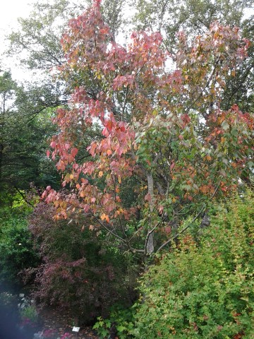 Acer glabrum plantplacesimage20140823_113840.jpg