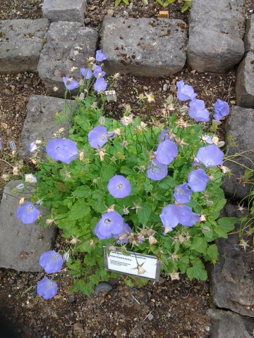 Campanula carpatica plantplacesimage20140823_115057.jpg