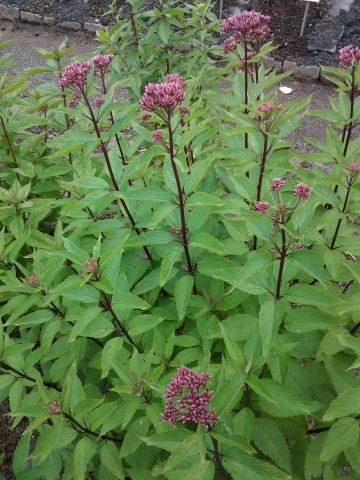 Eupatorium maculatum plantplacesimage20140823_115833.jpg