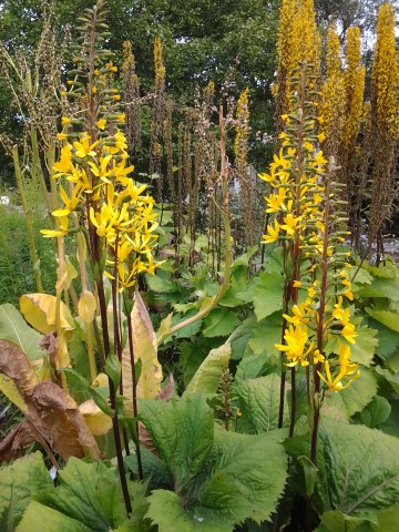 ligularia stenochephala plantplacesimage20140823_115903.jpg