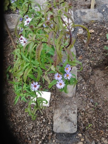 Aster puniceus plantplacesimage20140823_120416.jpg