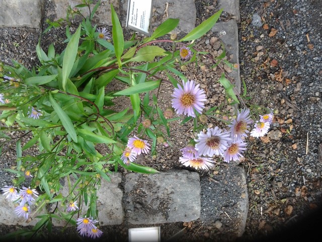 Aster foliaceus plantplacesimage20140823_120500.jpg