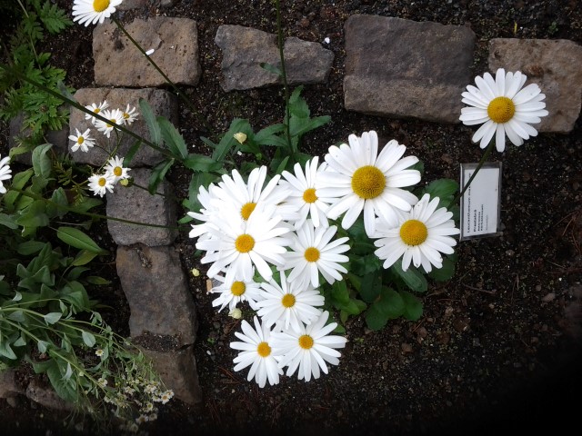 Leucanthemum maximum plantplacesimage20140823_120728.jpg