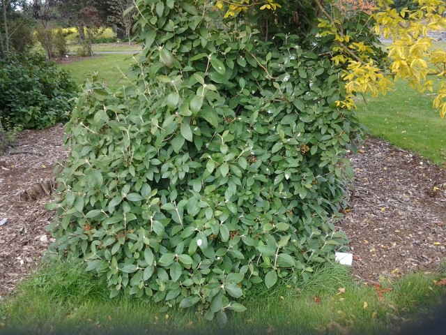 Viburnum cotinifollum plantplacesimage20140823_121934.jpg