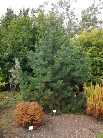 Pinus uncinata plantplacesimage20140823_122216.jpg